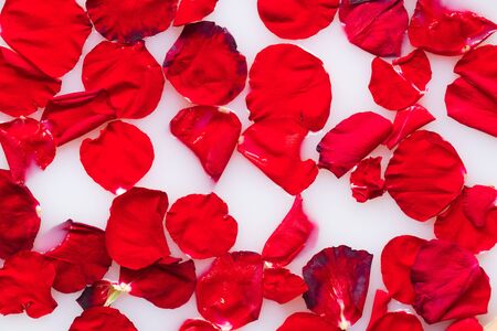Red rose petals in white water or milk. Aromatherapy with rose petals in bathの写真素材