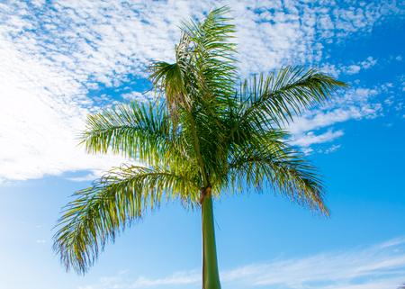 Crown of a palm tree of coconut, Tenerife, Canary islands, Spainの写真素材