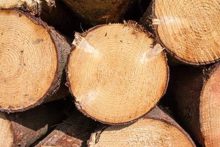 Logs crosscuts on the timber cutting in the forest