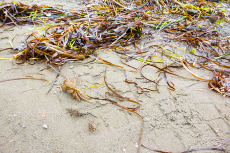 Blurred nature background - green sea cabbage under water of Greenland Seaの写真素材