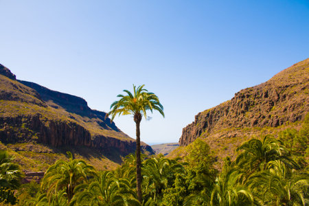 Typical landscape of Gran Canaria, Canary Islands, Spain, , blurred selective focusの写真素材