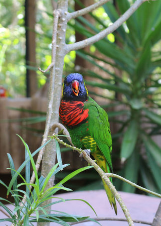 beautiful cute funny bird of red feathered parrot outdoor on green natural background.