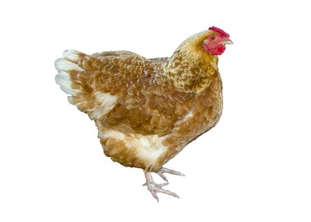 Hen standing chicken isolated on white backgroundの写真素材