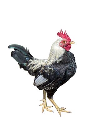 Rooster bantam crows isolate on white backgroundの写真素材