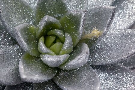 Flowers and plants in hoarfrost during late winterの写真素材