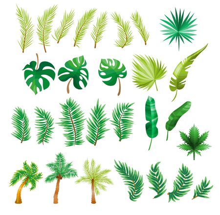 Tropical palm leaves, jungle leaves, split leaf, philodendron leaves, set isolated on white backgroundのイラスト素材