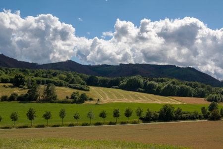Saxony-Anhalt, Dr beck. Panoramic over forests with an old dead and dry tree in Sommer, Germany,...