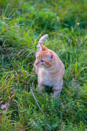 Cat in the Green Grass . Beautiful Red Cat with Yellow Eyesの写真素材
