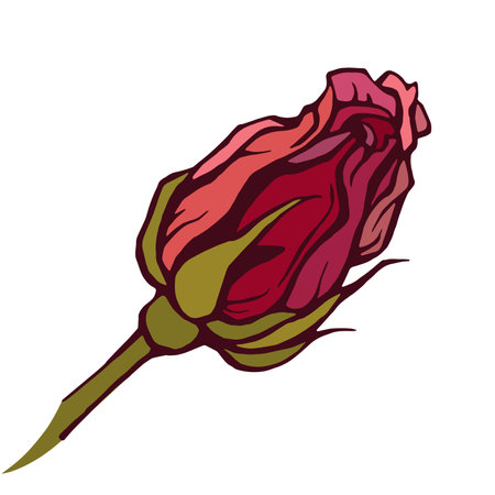 Rose flower, red rose isolatedのイラスト素材