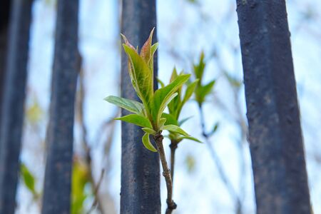 branch with green leaves near the rusty iron fence on the streetの写真素材