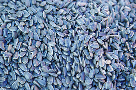 Sunflower seeds backgroundの写真素材