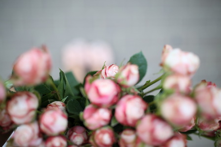 Aerial view on the bunch of pink mini roses that young woman hold in her handsの写真素材