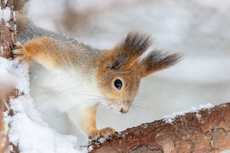 The red squirrel is sitting on the brunch at winterの写真素材