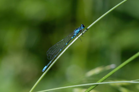 The dragonfly near the water at summer morning light