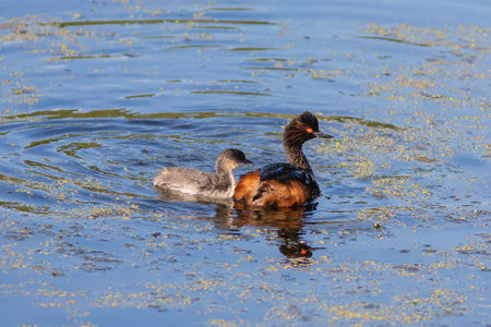 The Black-necked grebe with chick is sitting on the waterの写真素材