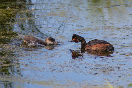 The Black-necked grebe feeding chick on the water