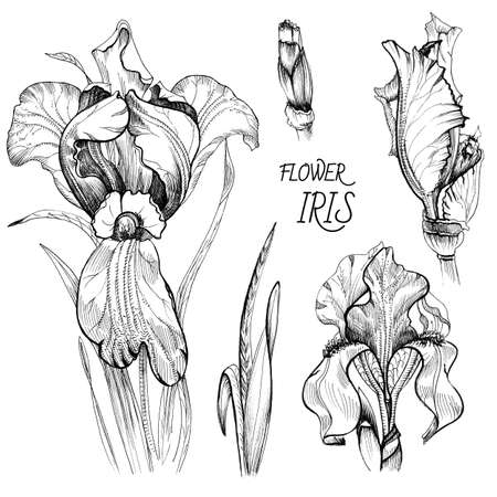 Grafic flowersの写真素材