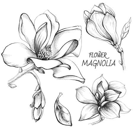 Grafic flowers magnoliaの写真素材
