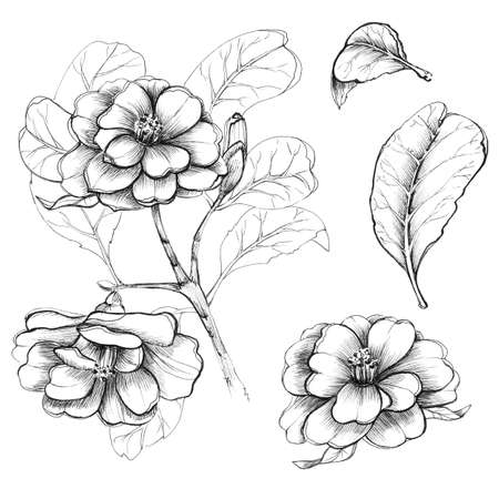 Grafic flowers with elements and leavesの写真素材