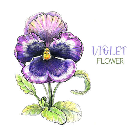 Violet grafic flower handpaintedの写真素材