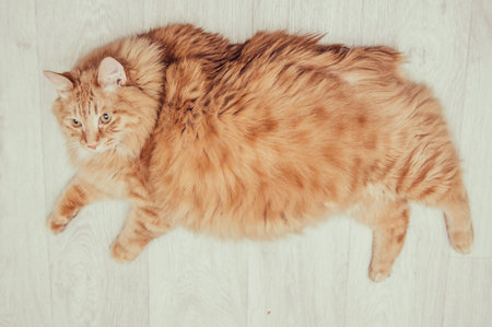 Red cat lying on the bright floor