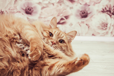 Red cat lying on the bright floorの写真素材