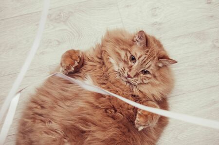 Red cat lying on the floorの写真素材