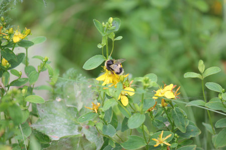 shaggy and striped bumble bee sitting on a forest flower and drink nectar