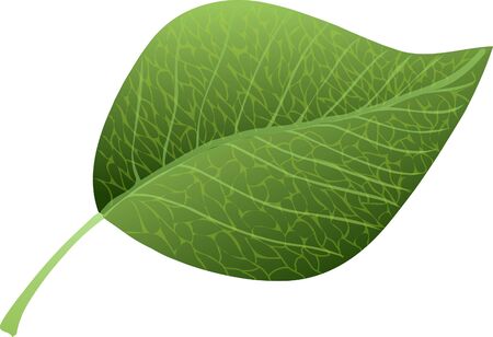 Vector illustration. Green leaf.のイラスト素材