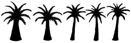 Set of vector silhouettes of palm trees on a white background.のイラスト素材