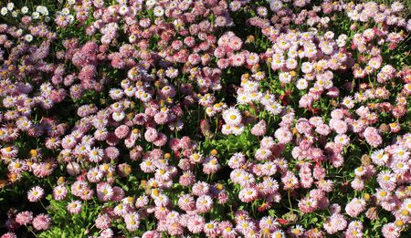 Field of pink daisies in the spring. View from above.の写真素材