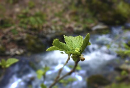 Spring. Green leaf on the blurred background of water stream.の写真素材