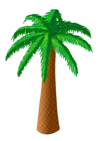 Vector illustration of palm tree on white backgroundのイラスト素材