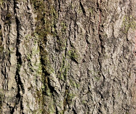 Tree bark texture.の写真素材