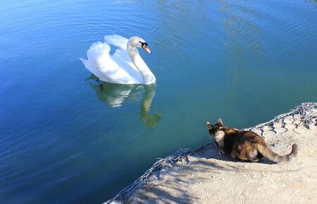 White swan and cat on shore of pond look at each other.の写真素材