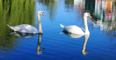 Two white beautiful swans in a pond.の写真素材