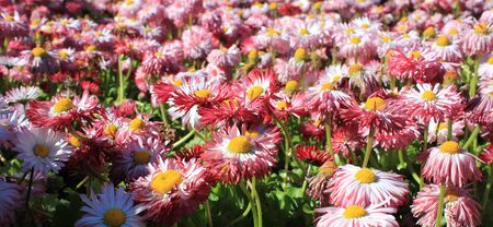 Field of pink daisies in the spring.の写真素材