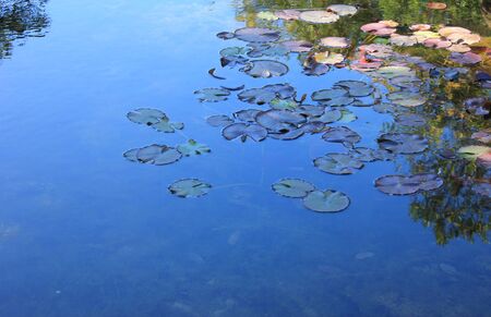Water lilies on a blue surface of a pond.の写真素材