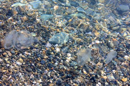Background of stones and jellyfish in clear sea water.の写真素材