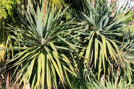 Yellow-green palm leavesの写真素材