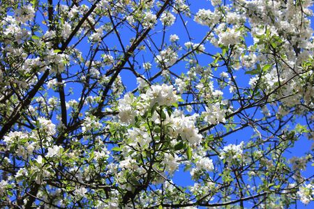 Spring. Flowering branches of apple tree against blue sky.の写真素材