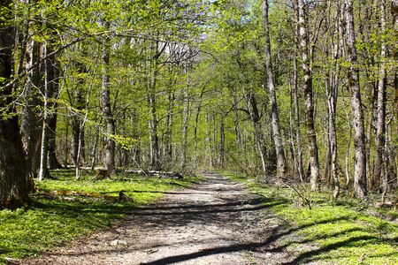 Path in green forest in the spring.の写真素材