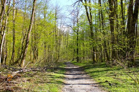 Path in green mountain forest in spring.の写真素材