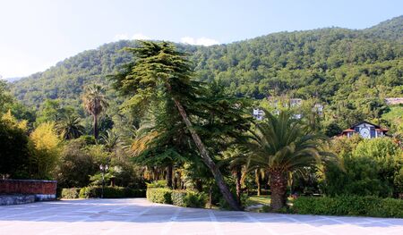Park with palm trees in mountainsの写真素材