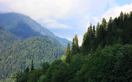 Summer mountain landscape. High mountains in a blue haze and a mountain forest on a green slope.の写真素材