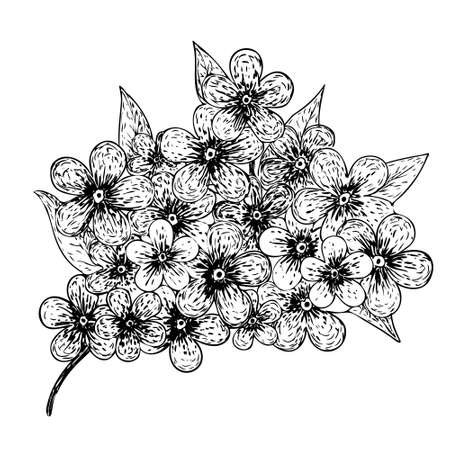 Vector forget-me-not flower sketch drawing stroke on white backgroundのイラスト素材
