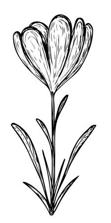 Vector flower sketch drawing stroke on white backgroundのイラスト素材