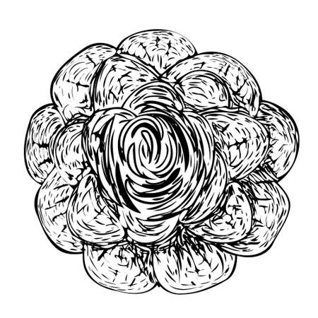Vector rose flower sketch drawing stroke on white backgroundのイラスト素材