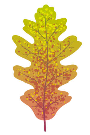 Vector autumn oak leaf isolated on white backgroundのイラスト素材