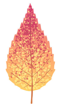 Vector autumn leaf isolated on white backgroundのイラスト素材